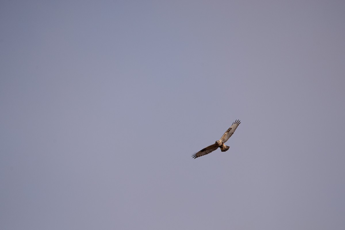 Rough-legged Hawk - ML628533634