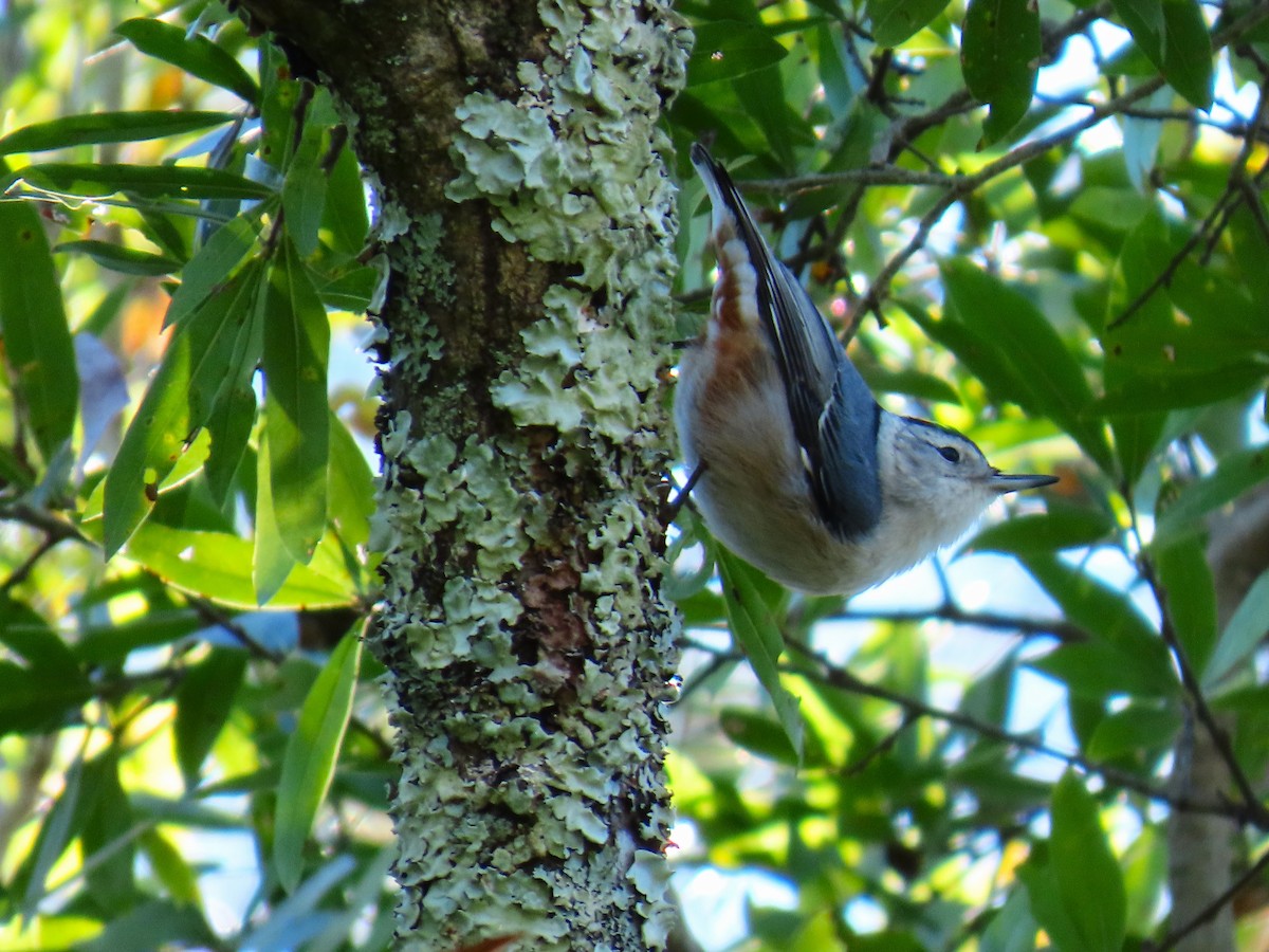 White-breasted Nuthatch - ML628533647