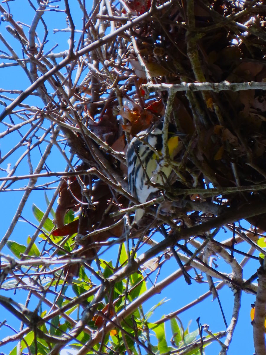 Yellow-throated Warbler - ML628533719