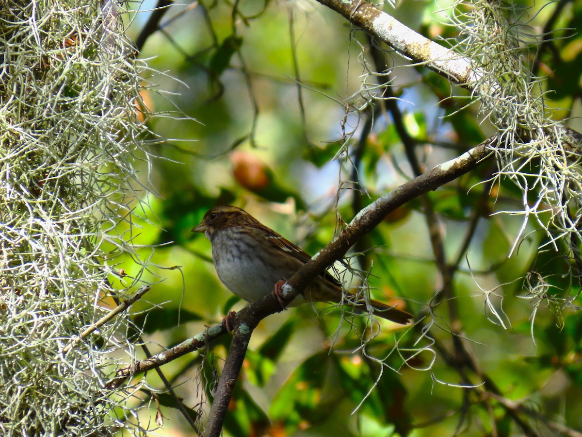 White-throated Sparrow - ML628533723
