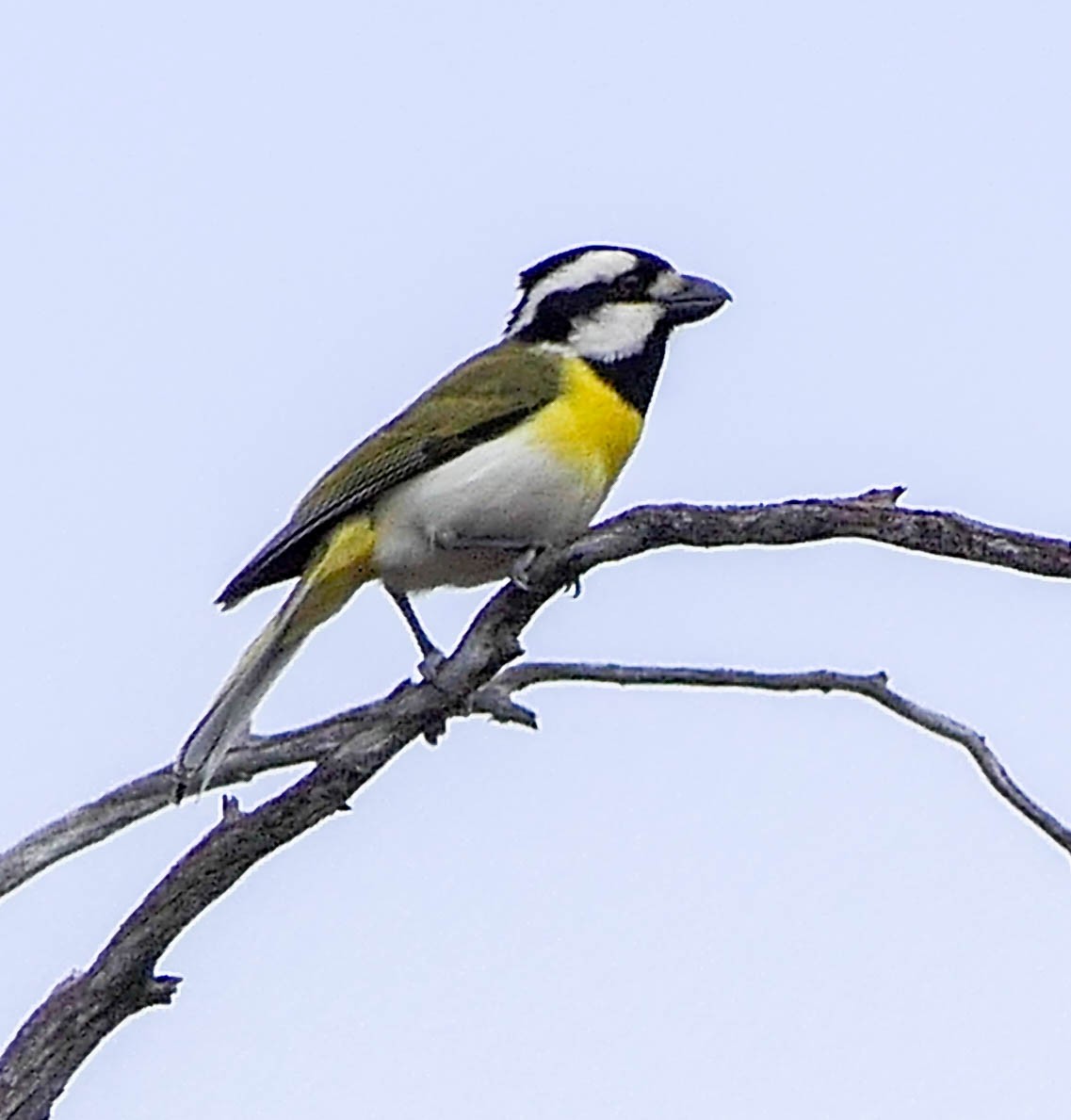 Western Shrike-tit - ML628533733
