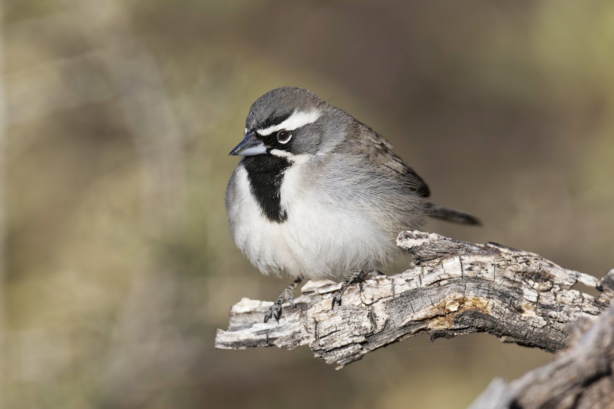 Black-throated Sparrow - ML628533756