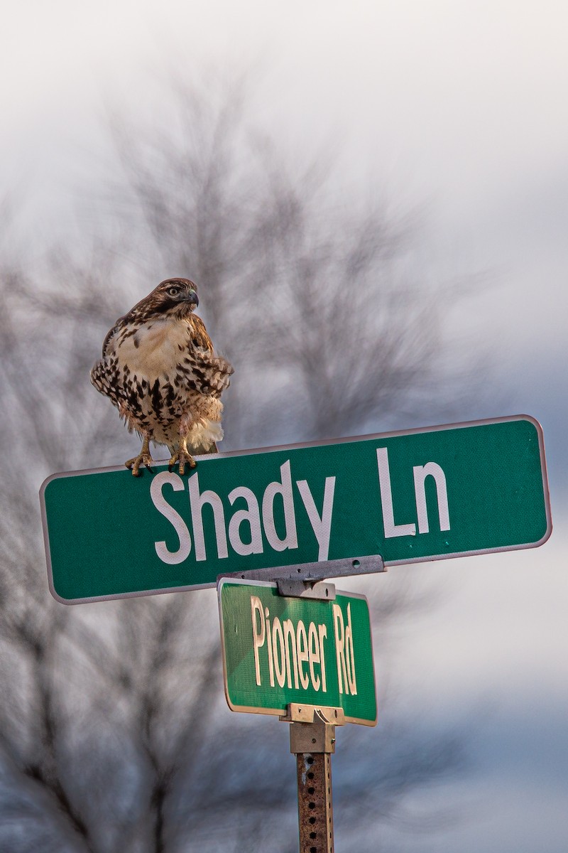Red-tailed Hawk - ML628533771