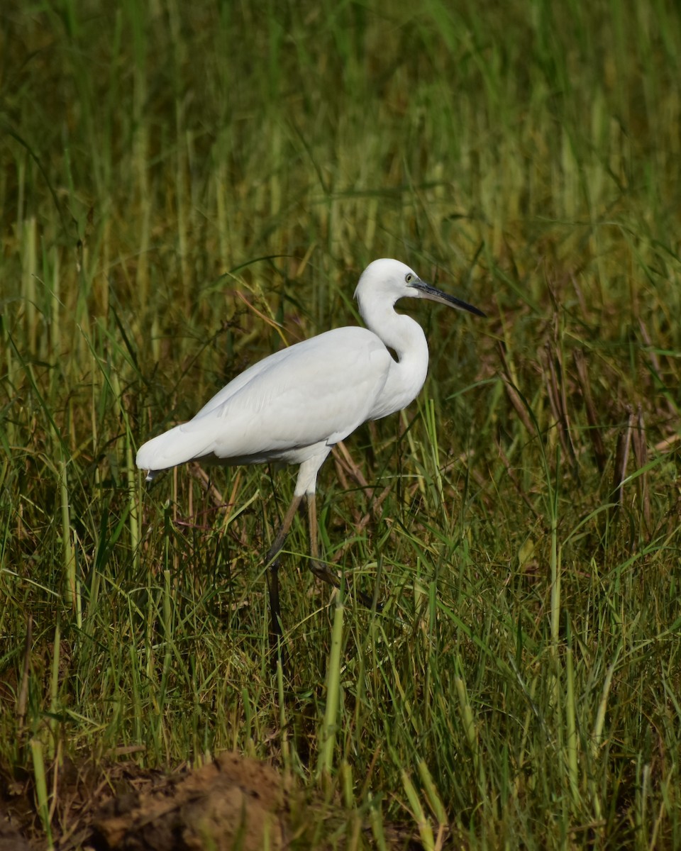 Little Egret - ML628533804