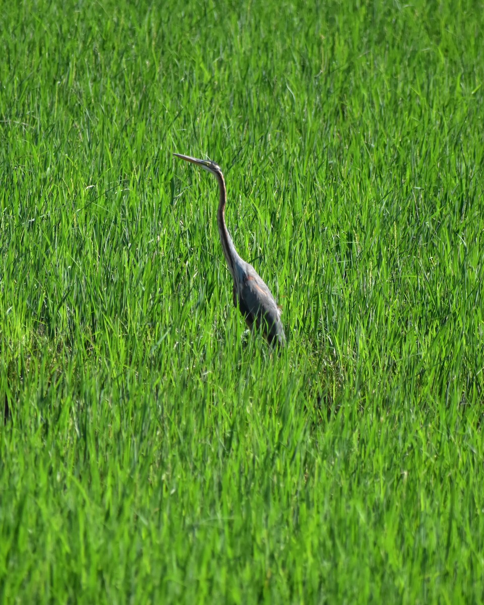 Purple Heron - ML628533816