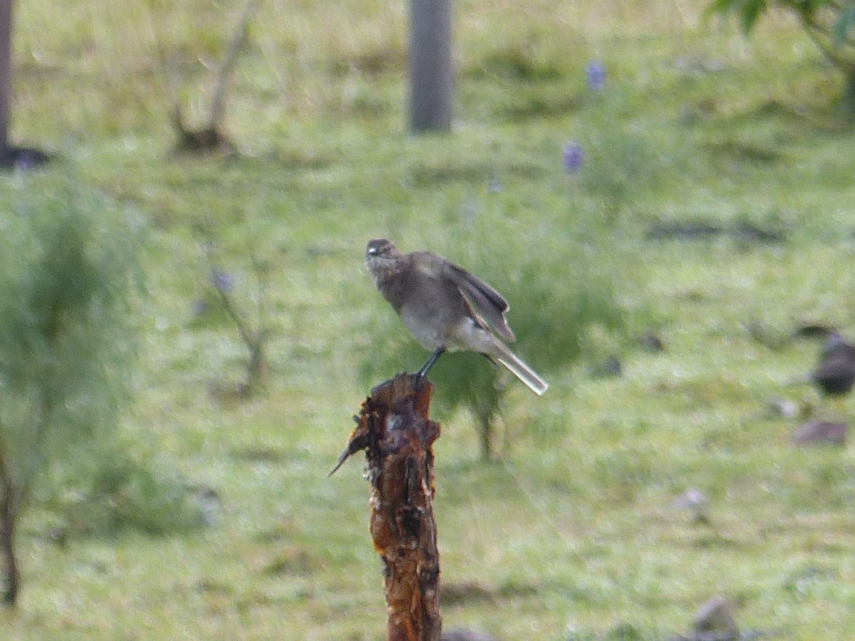 Black-billed Shrike-Tyrant - ML628533848