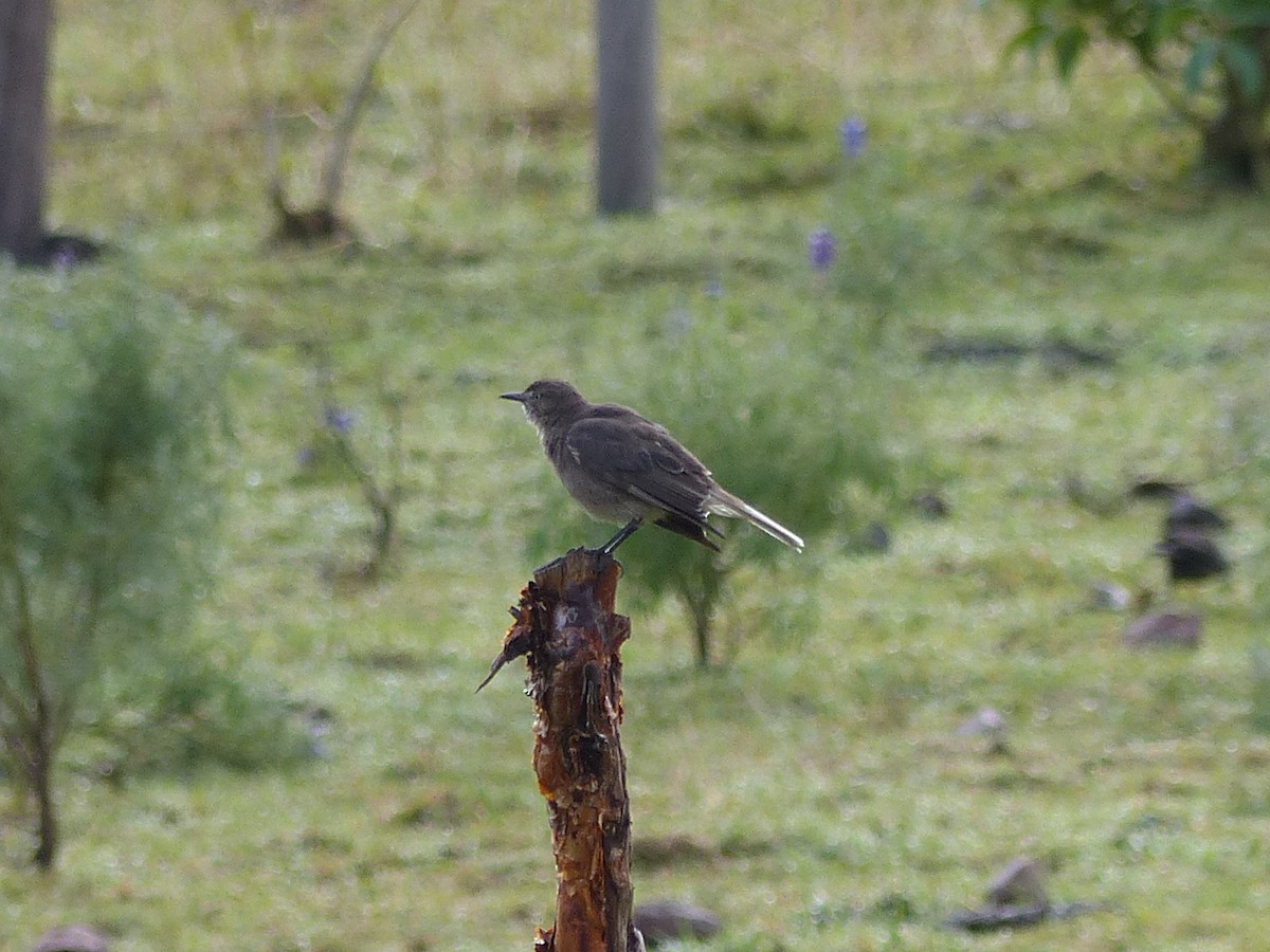 Black-billed Shrike-Tyrant - ML628533852