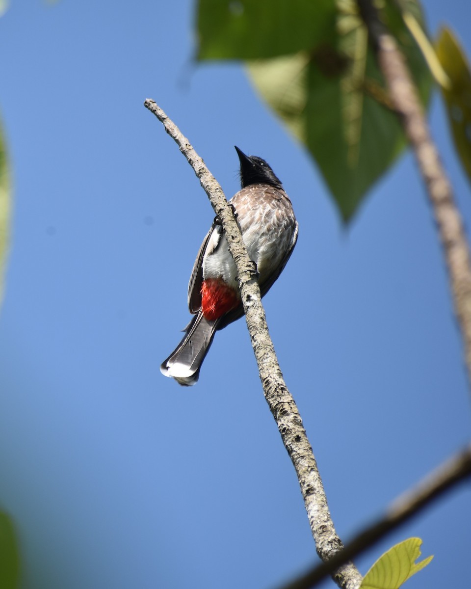 Red-vented Bulbul - ML628533870