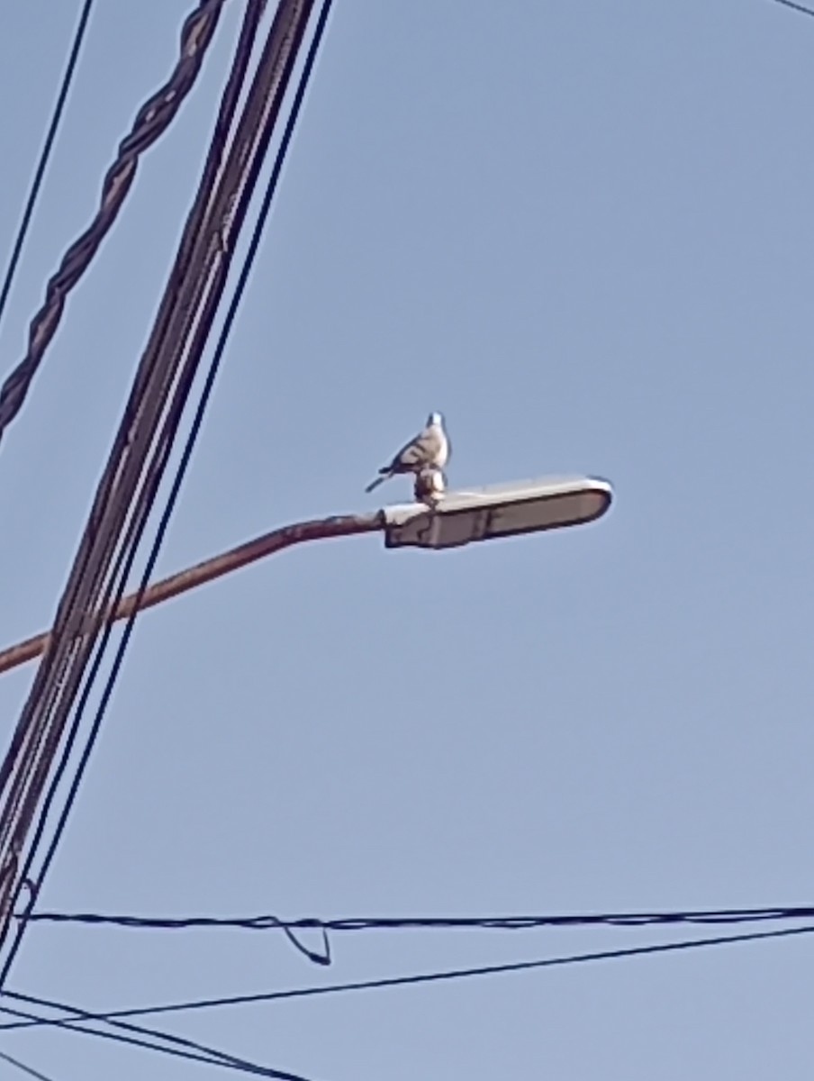 White-winged Dove - ML628533874