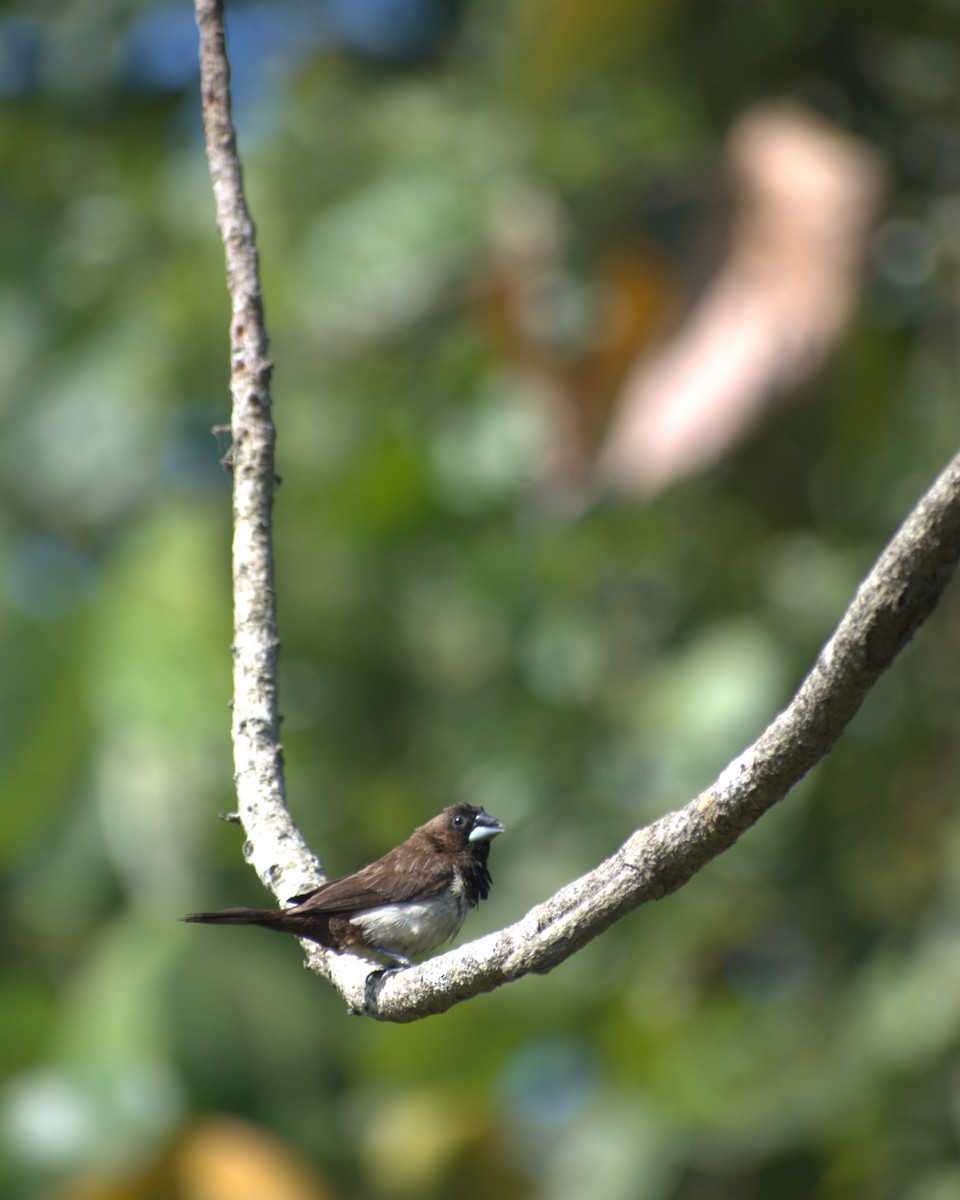 White-rumped Munia - ML628533894
