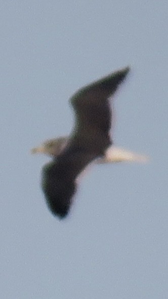 Lesser Black-backed Gull - ML628533919