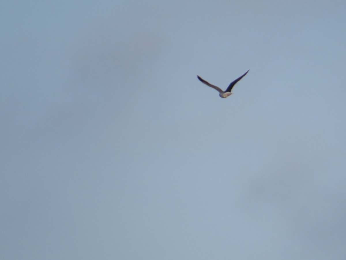 Lesser Black-backed Gull - ML628533920