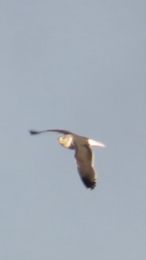 Lesser Black-backed Gull - ML628533921