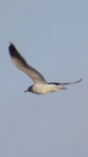 Lesser Black-backed Gull - ML628533922