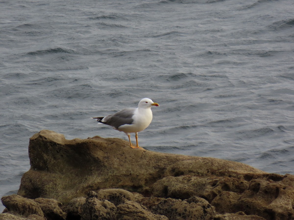 Yellow-legged Gull - ML628533937