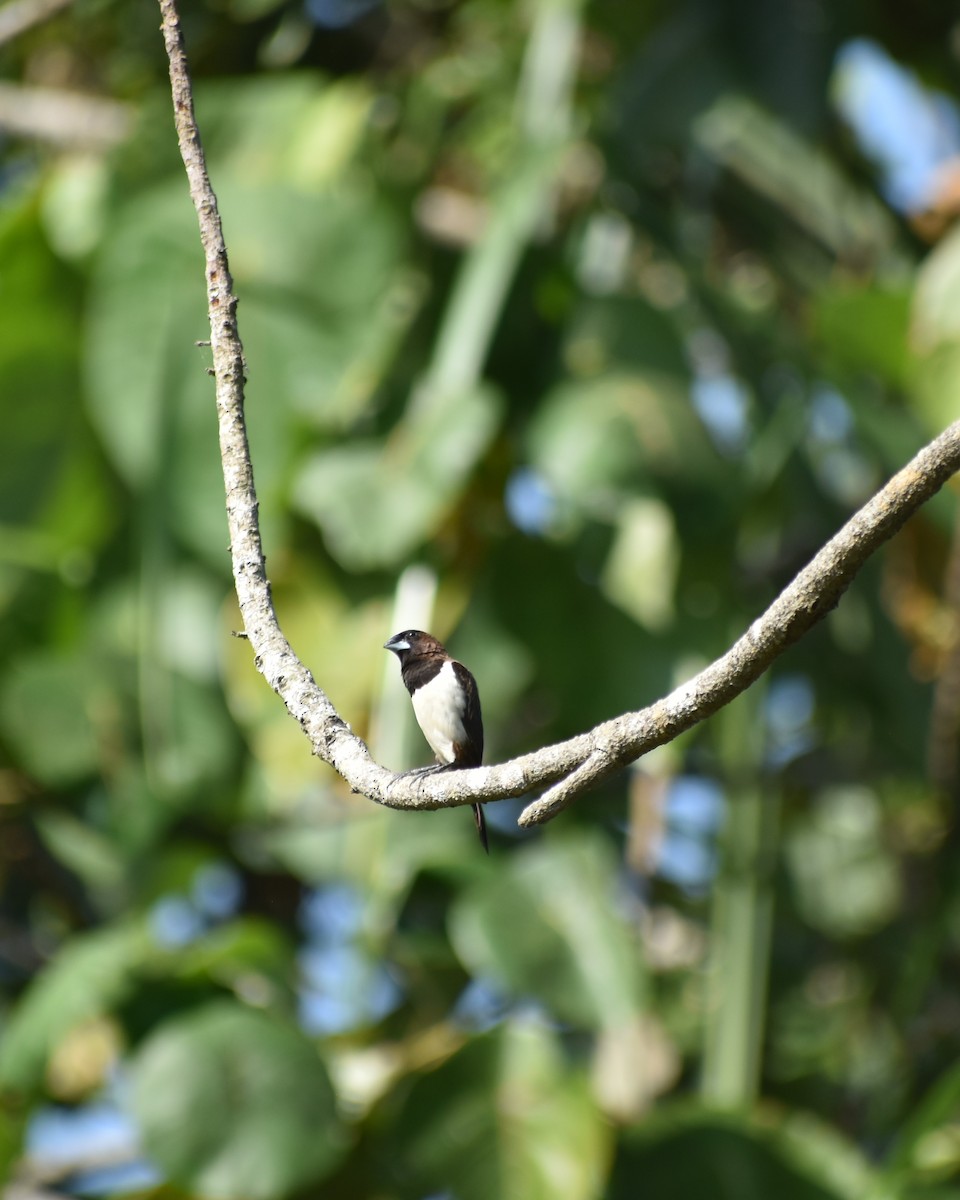 White-rumped Munia - ML628533941