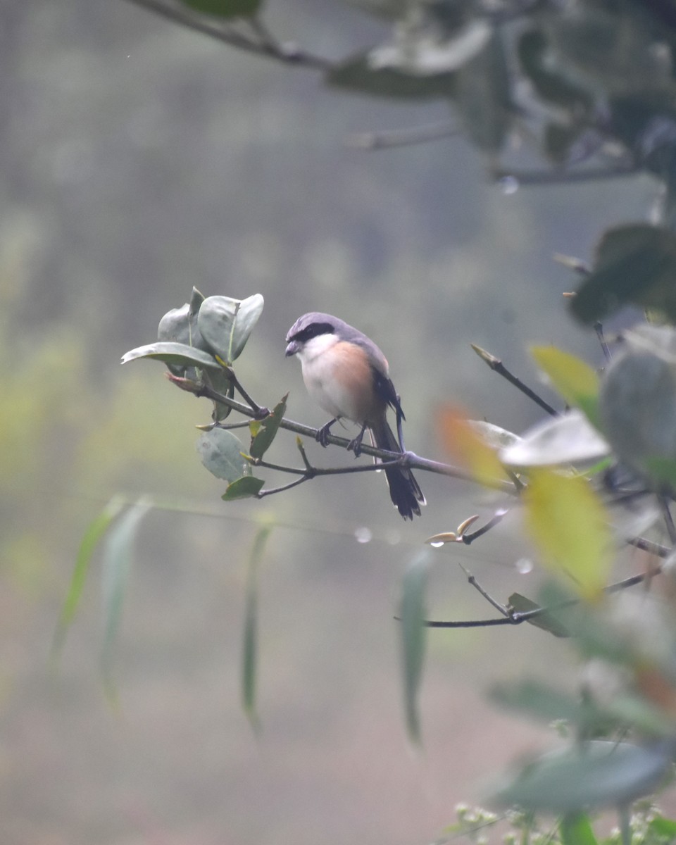 Long-tailed Shrike - ML628534037