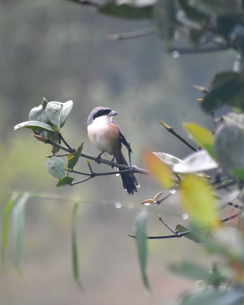 Long-tailed Shrike - ML628534044