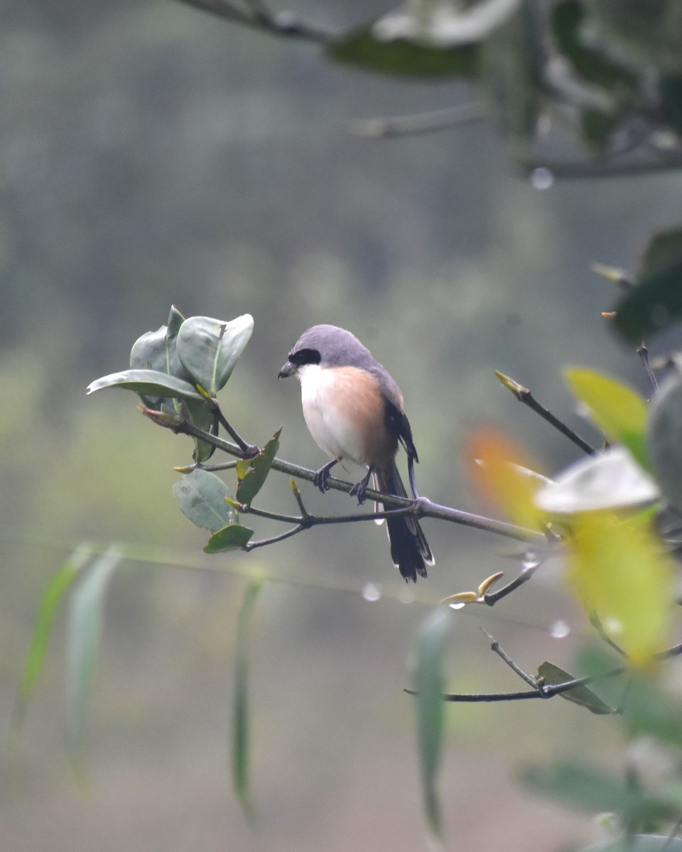 Long-tailed Shrike - ML628534051