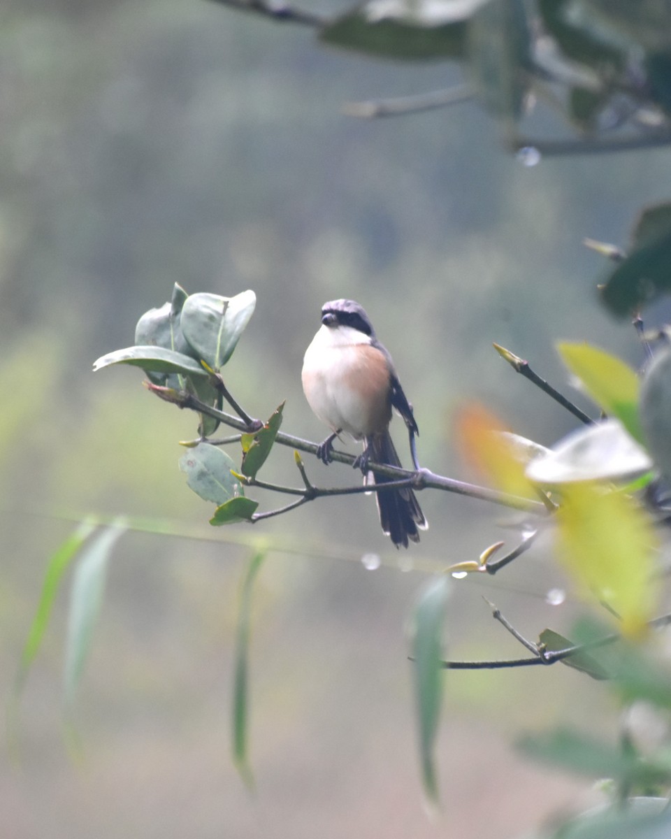 Long-tailed Shrike - ML628534073