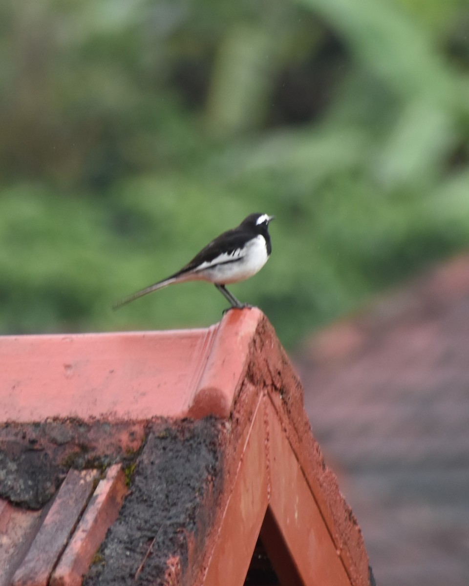 White-browed Wagtail - ML628534127