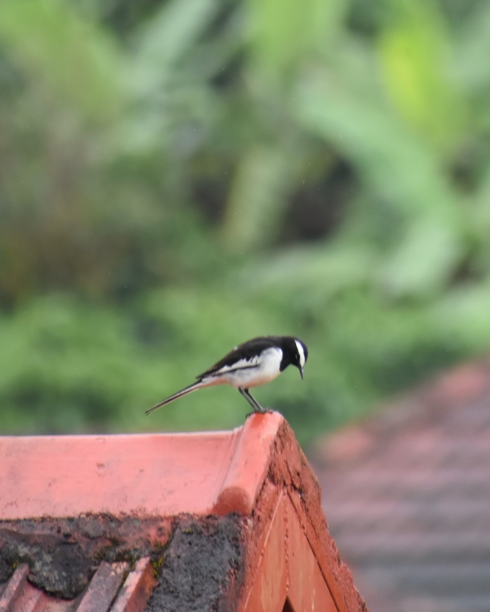 White-browed Wagtail - ML628534145