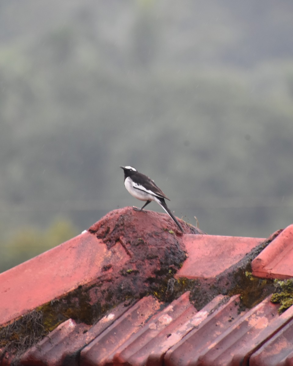 White-browed Wagtail - ML628534168