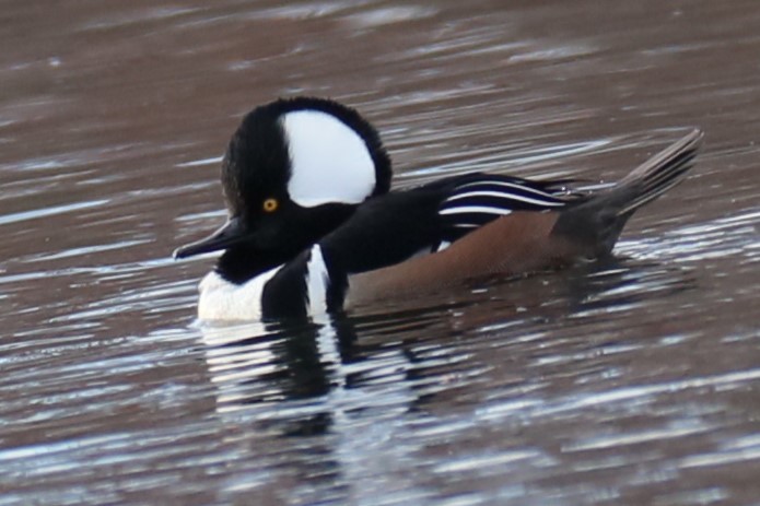 Hooded Merganser - ML628534272