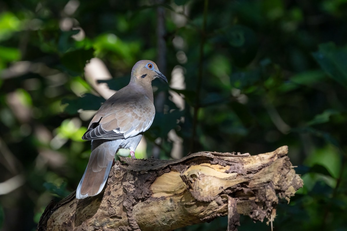 White-winged Dove - Kalpesh Krishna