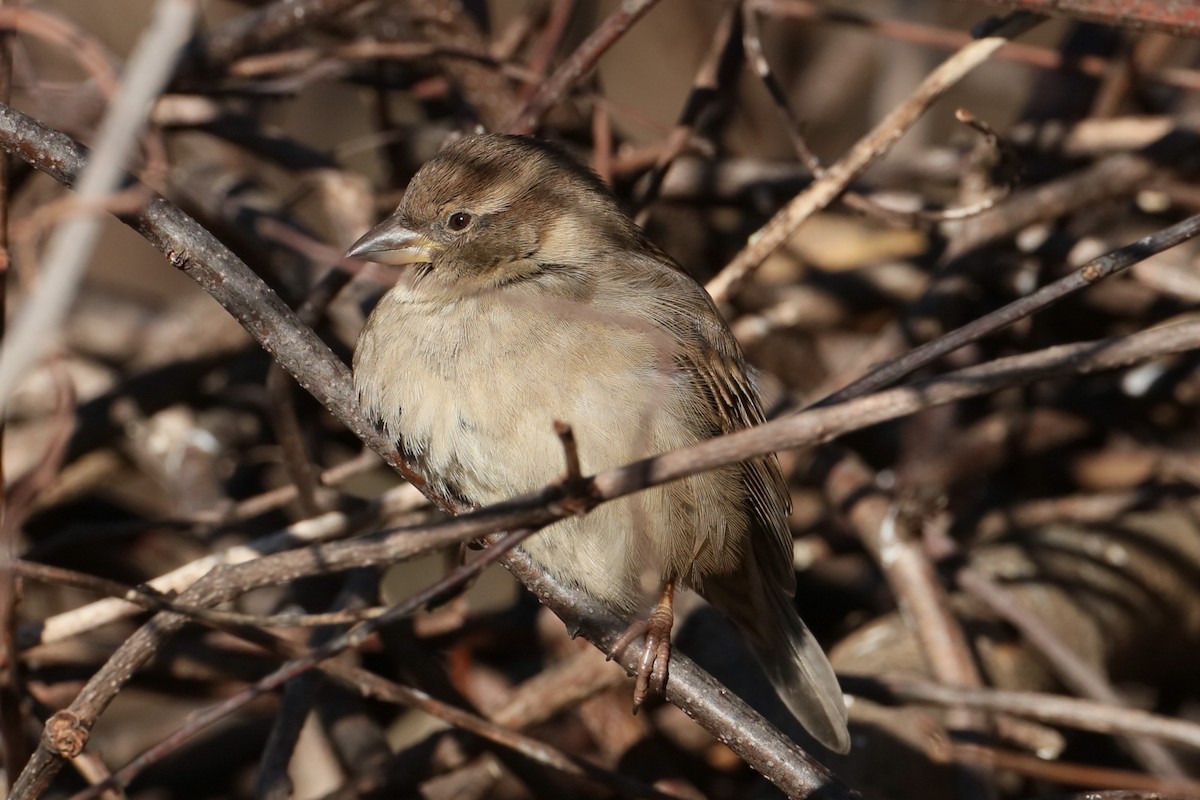 House Sparrow - ML628534324