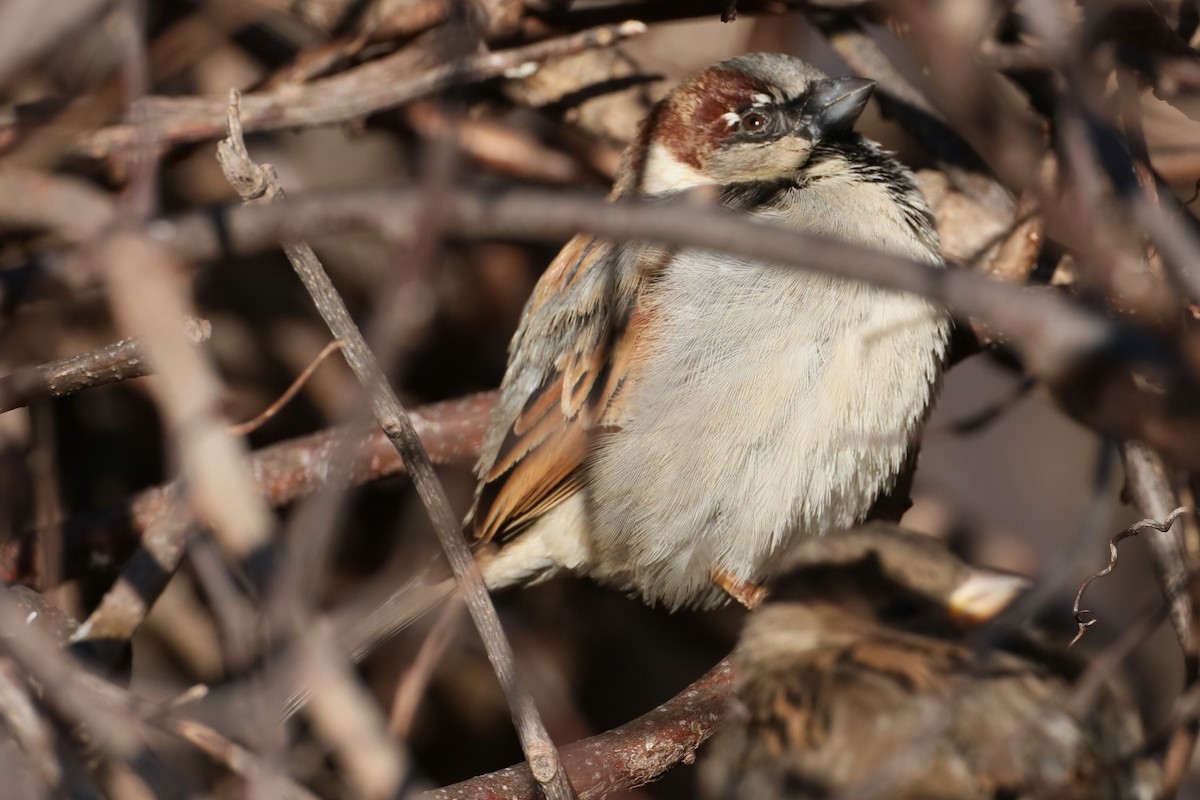House Sparrow - ML628534329