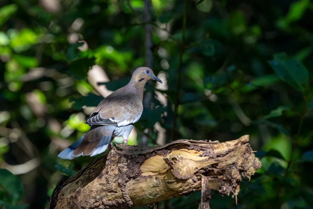 White-winged Dove - Kalpesh Krishna
