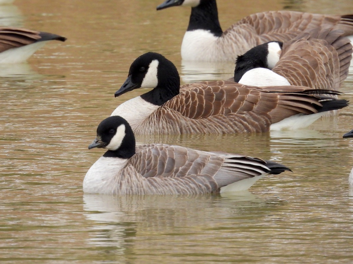 Cackling Goose - ML628534382