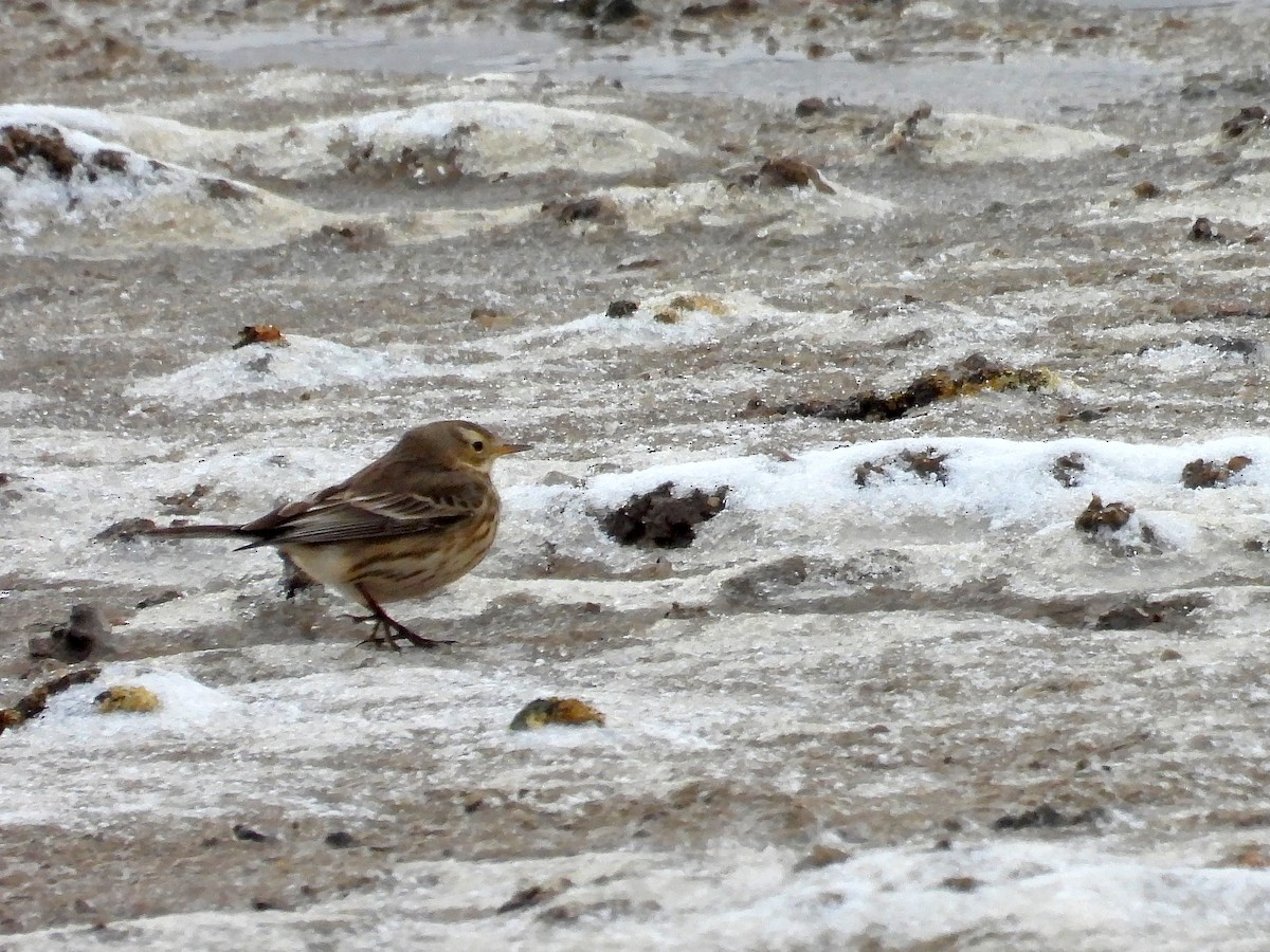 American Pipit - ML628534394