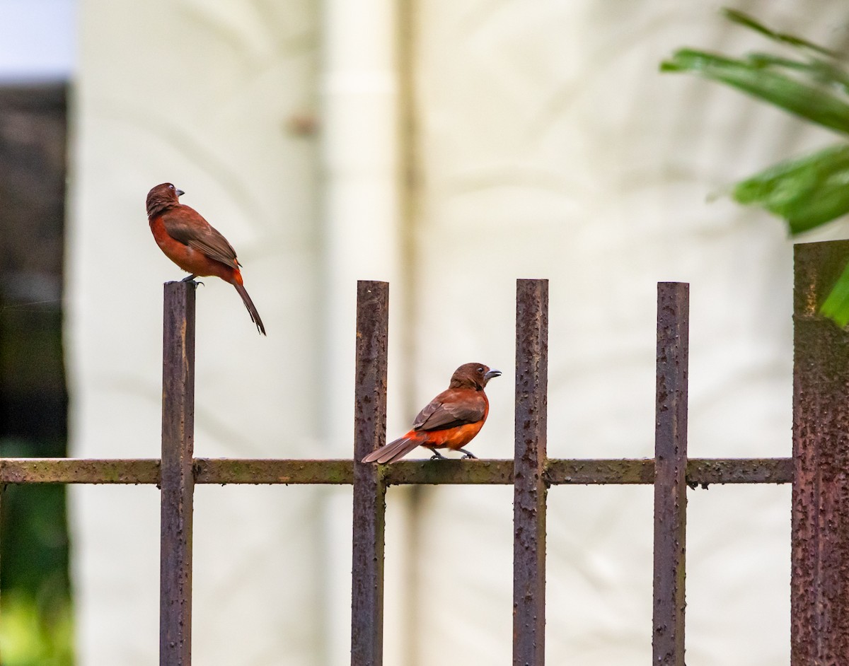 Crimson-backed Tanager - ML628534577