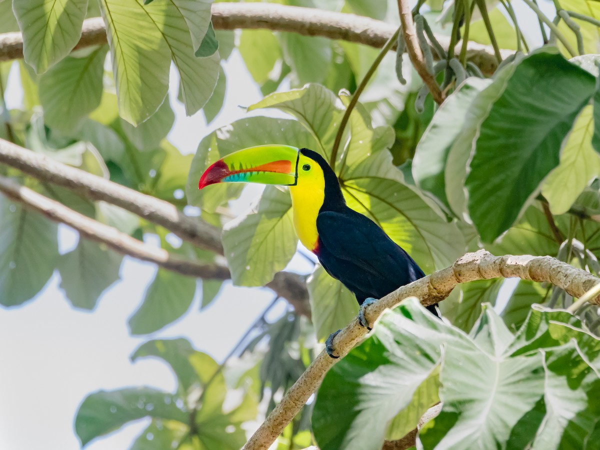 Keel-billed Toucan - ML628534587