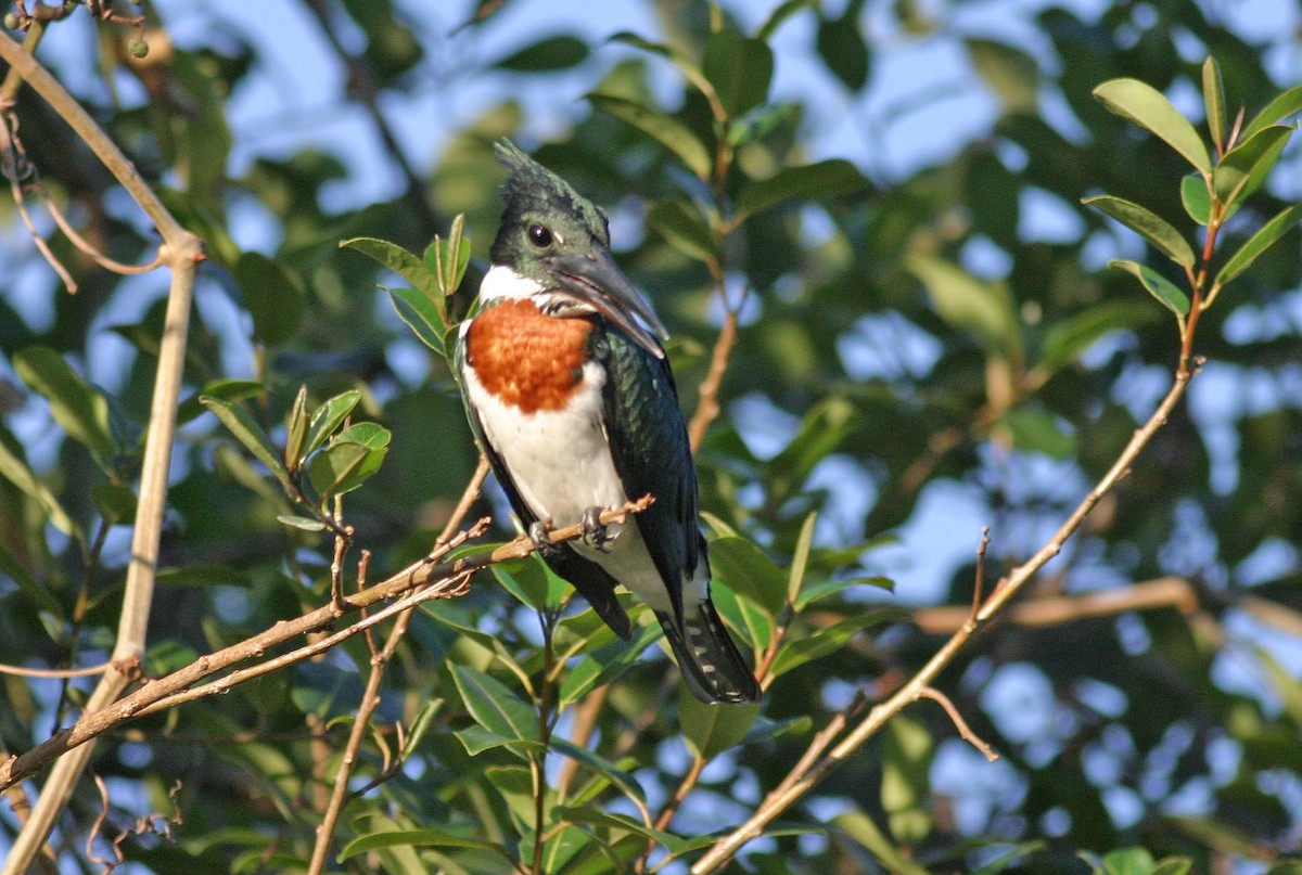 Amazon Kingfisher - ML628534683