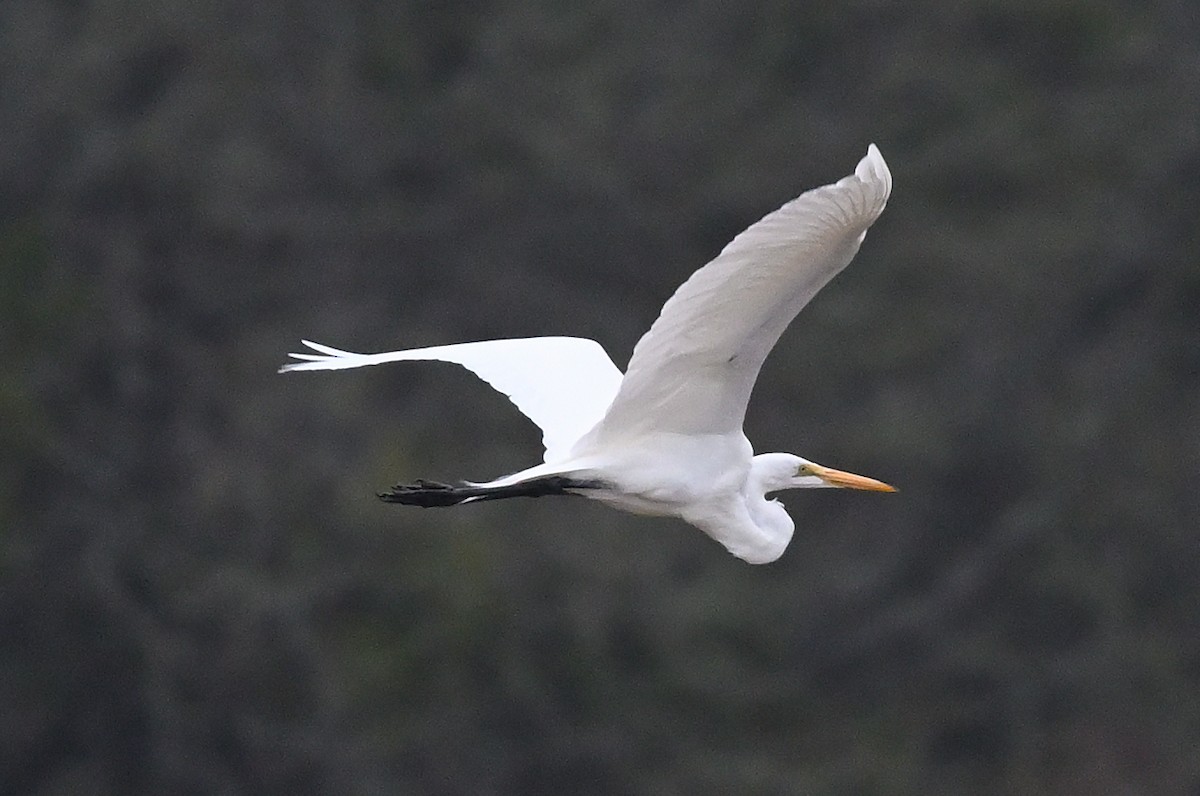 Great Egret - ML628534843