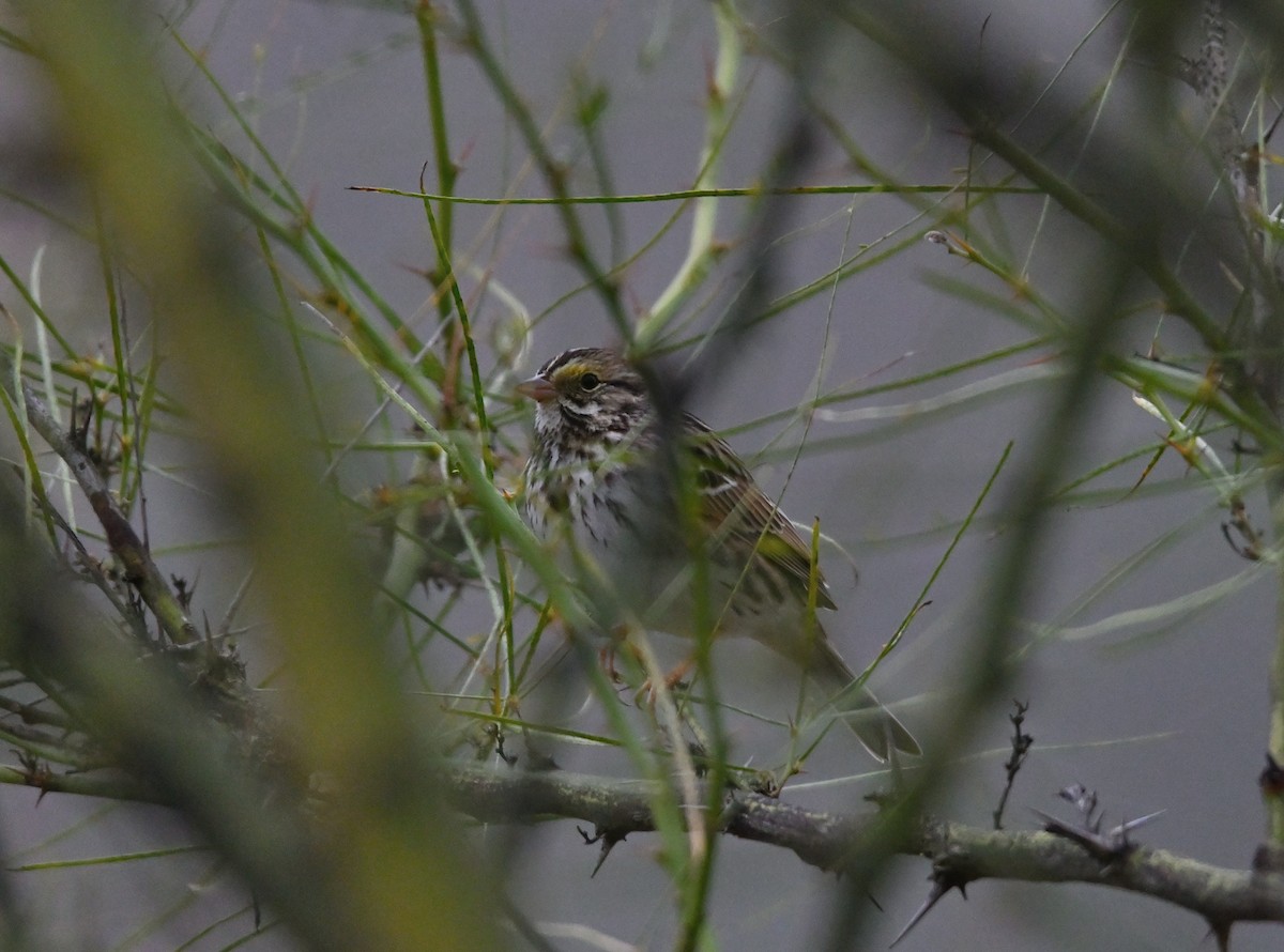 Savannah Sparrow - ML628534868