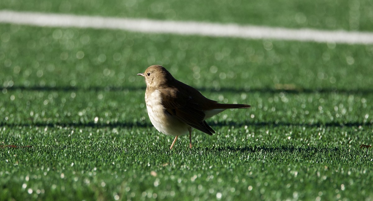 Hermit Thrush - ML628535049