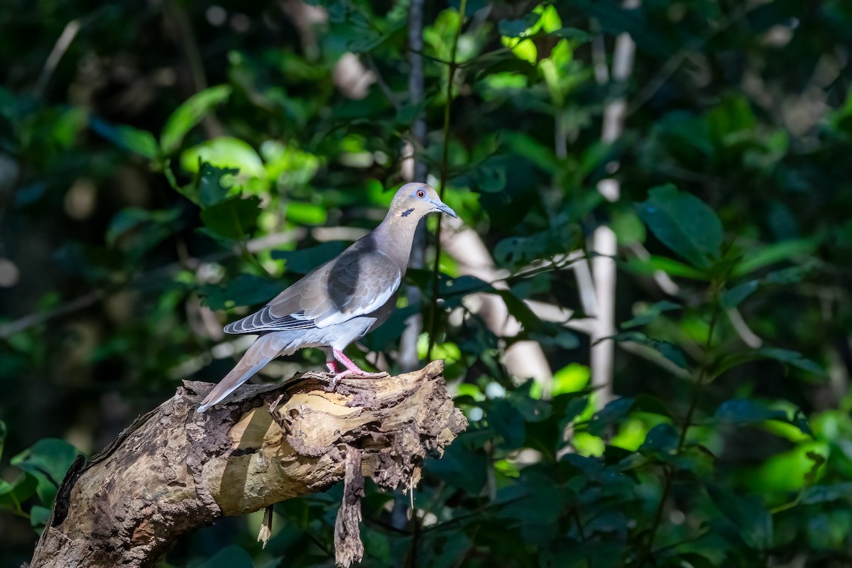 White-winged Dove - Kalpesh Krishna