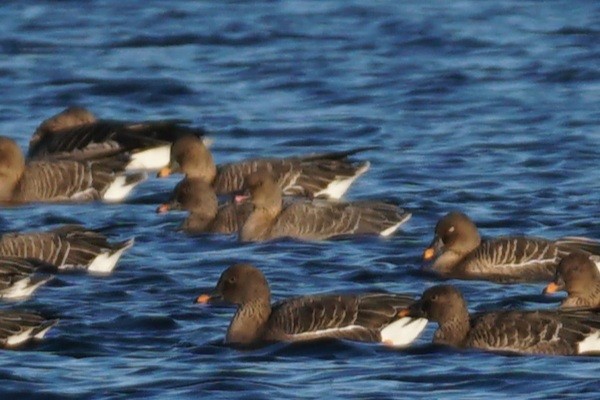 Pink-footed Goose - ML628535215