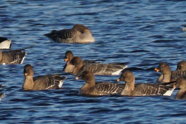 Pink-footed Goose - ML628535241