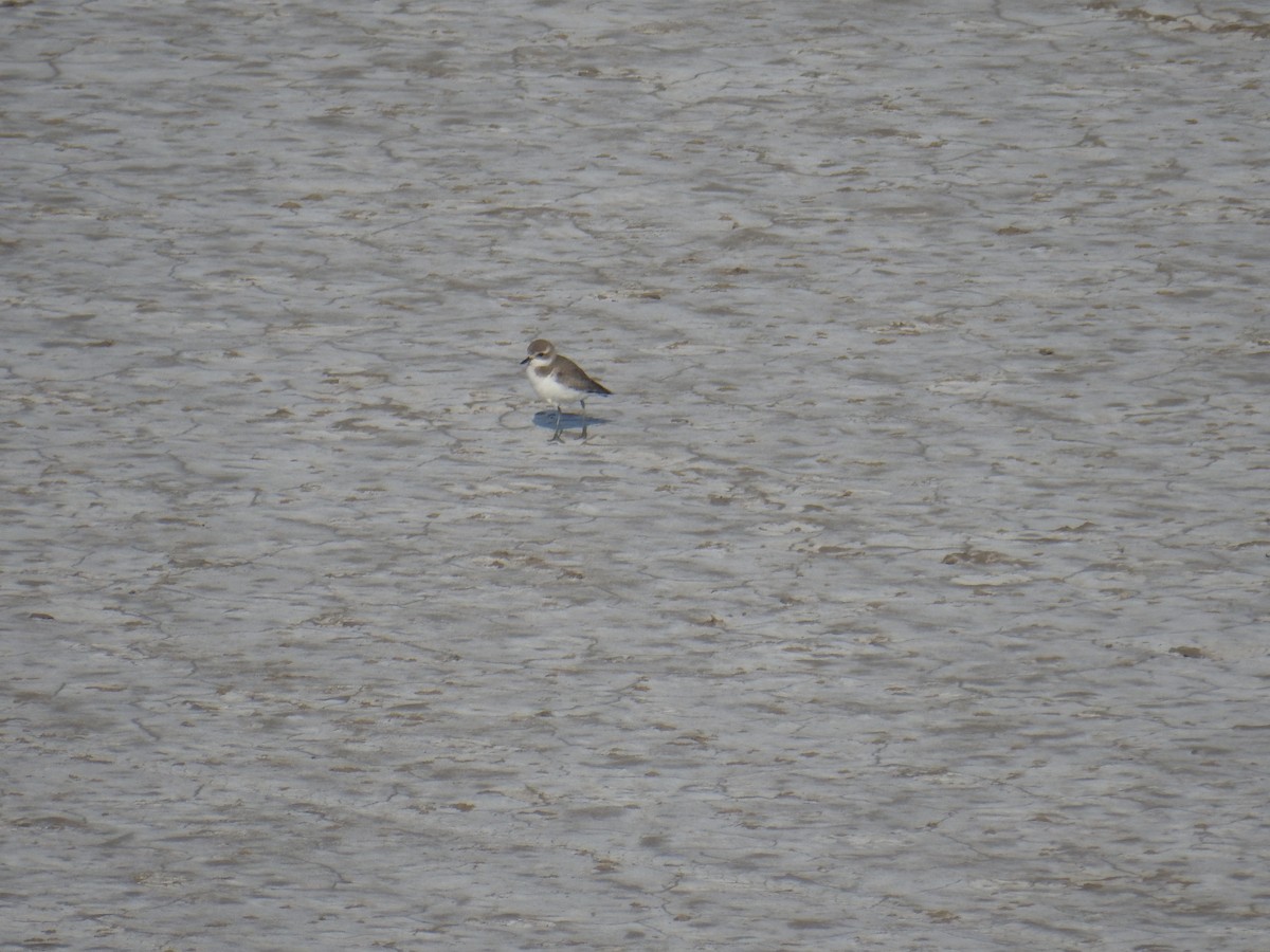 Kentish Plover - ML628535284