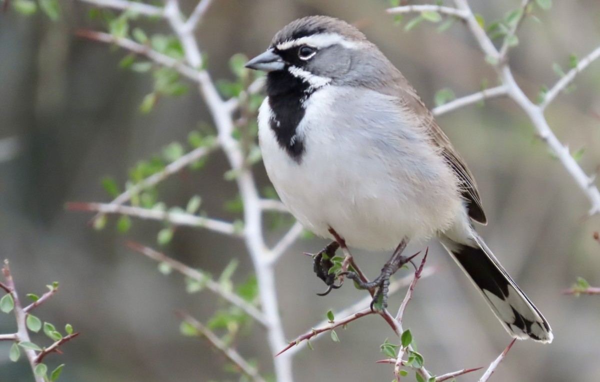 Black-throated Sparrow - ML628535287