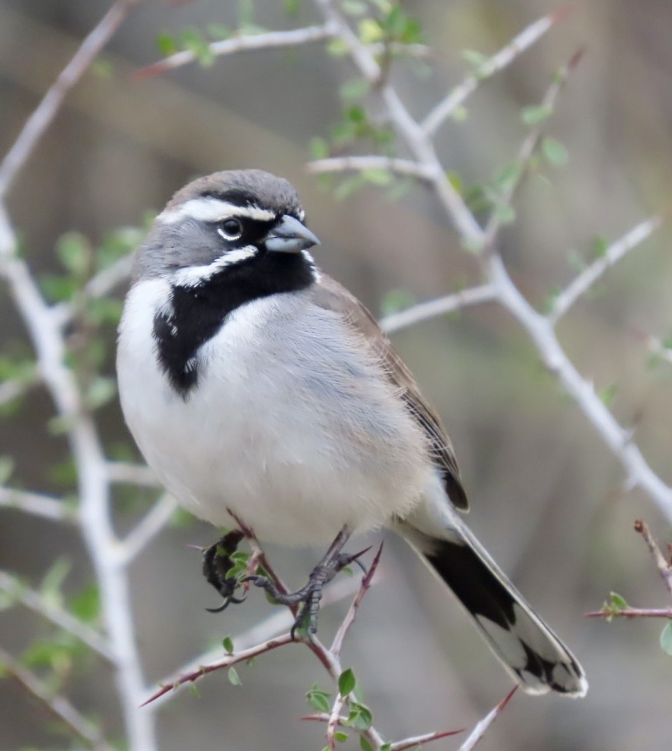 Black-throated Sparrow - ML628535289