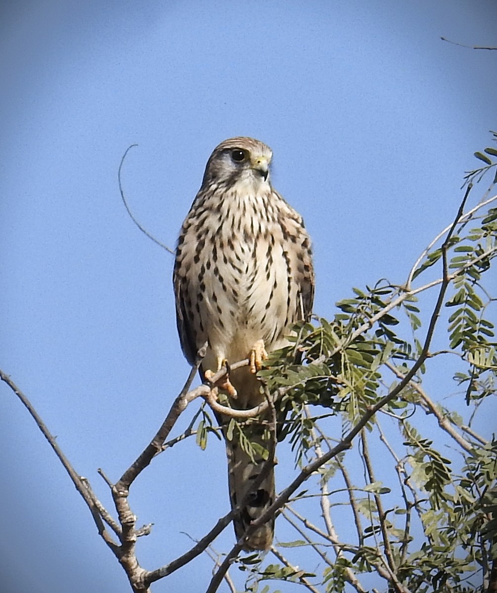 Eurasian Kestrel - ML628535329