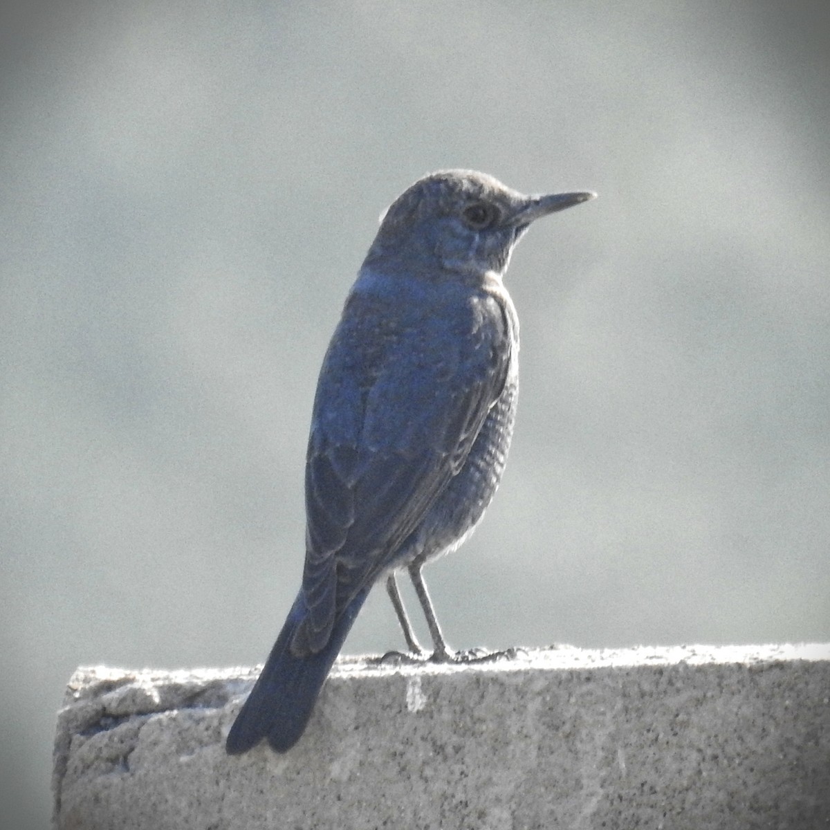 Blue Rock-Thrush - ML628535374