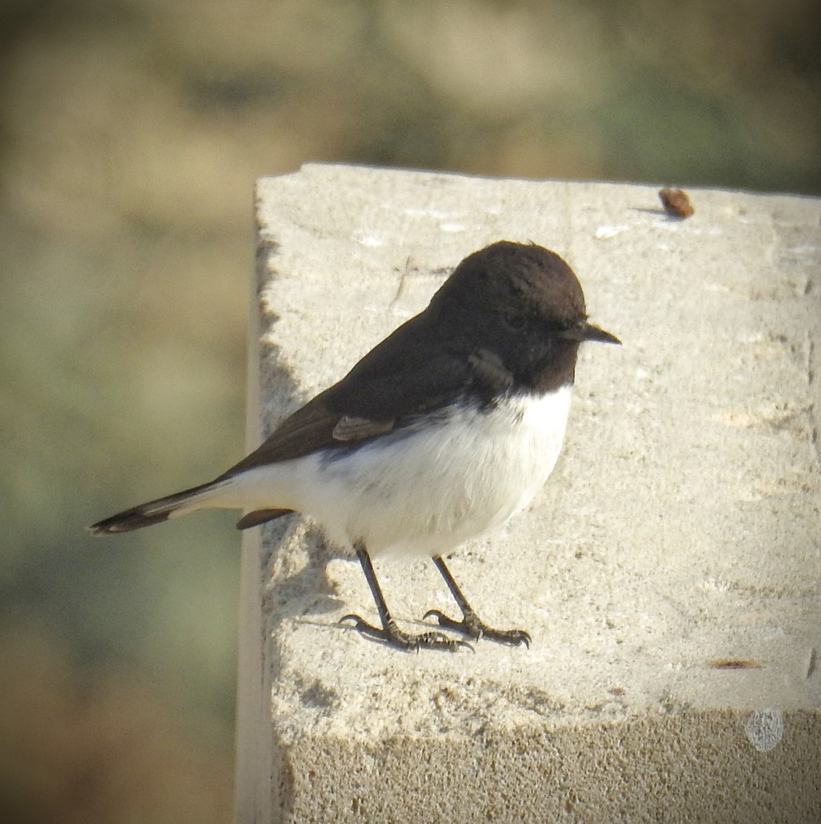 Variable Wheatear - ML628535397