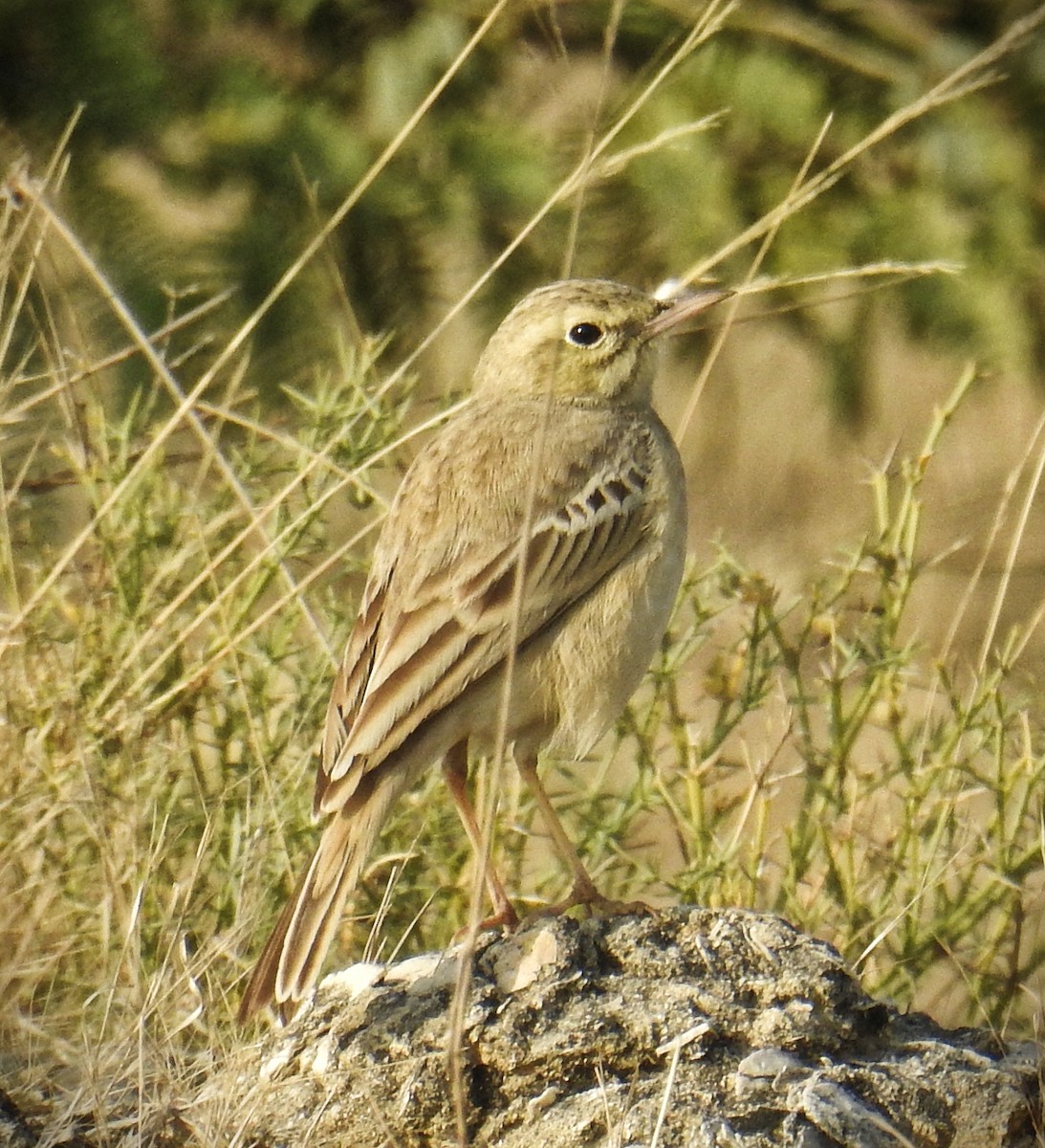 Tawny Pipit - ML628535437